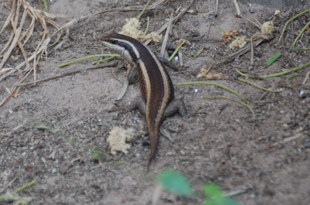 dal Sud Africa: Trachylepis sp. (Scincidae)